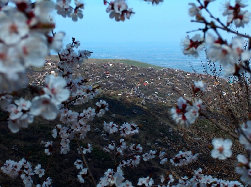 Flowering of a sweet cherry in mountains Zailiiskyi of Ala-Tau. Vicinities of natural boundary Koklai-Sai.